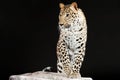 Big leopard stands on rock Royalty Free Stock Photo