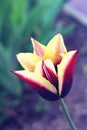 Big lilac and yellow tulip . photo. spring