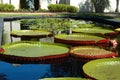 Big Lilly Pads and Blooms