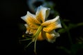 The big lily, white with yellow color, blossoms in a summer garden. Beautiful flowers. Monophonic background. Royalty Free Stock Photo