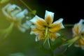 The big lily, white with yellow color, blossoms in a summer garden. Beautiful flowers. Monophonic background. Royalty Free Stock Photo