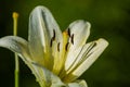 The big lily, white with yellow color, blossoms in a summer garden. Beautiful flowers. Monophonic background. Royalty Free Stock Photo