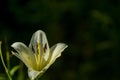 The big lily, white with yellow color, blossoms in a summer garden. Beautiful flowers. Monophonic background. Royalty Free Stock Photo