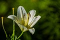 The big lily, white with yellow color, blossoms in a summer garden. Beautiful flowers. Monophonic background. Royalty Free Stock Photo