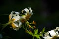 The big lily, white with yellow color, blossoms in a summer garden. Beautiful flowers. Monophonic background. Royalty Free Stock Photo