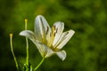 The big lily, white with yellow color, blossoms in a summer garden. Beautiful flowers. Monophonic background. Royalty Free Stock Photo