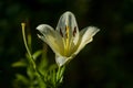 The big lily, white with yellow color, blossoms in a summer garden. Beautiful flowers. Monophonic background. Royalty Free Stock Photo