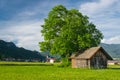 Big lime tree with old wooden hut Royalty Free Stock Photo