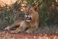 Big lion on african savannah