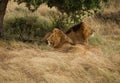 Big lion on african savannah Royalty Free Stock Photo