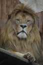 Big lion Royalty Free Stock Photo