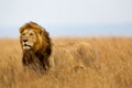 Big Lion Caesar in Masai Mara Royalty Free Stock Photo