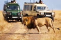 Big lion crossing the road at African savannah Royalty Free Stock Photo