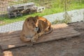 Big lion female lying inside cage