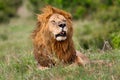 Big Lion Grimace in Masai Mara