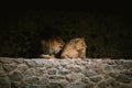 Big lion with her lioness having a rest in a zoo. Big wild cats in captivity Royalty Free Stock Photo