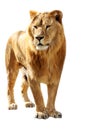 Big lion isolated stands Royalty Free Stock Photo