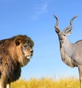 Big Lion with Kudu