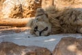 The big lion lies in the sand and sleeps. The lion Panthera leo is a species in the family Felidae. Typically, the lion inhabits