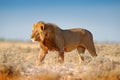 Big lion with mane in Etosha, Namibia. African lion walking in the grass, with beautiful evening light. Wildlife scene from nature