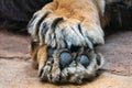 big lion paws