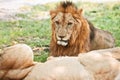 Big lion Royalty Free Stock Photo