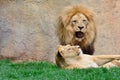 Big lion roaring while sitting near lioness Royalty Free Stock Photo