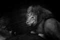 Big Lion Romeo 2 likes to drink in Masai Mara, Kenya Royalty Free Stock Photo