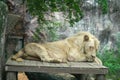 Big lion sitting on the wooden ground ,Looking for something in the zoo Royalty Free Stock Photo