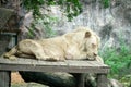 Big lion sitting on the wooden ground ,Looking for something in the zoo Royalty Free Stock Photo