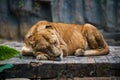 A big lion sleeping, animal beast