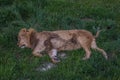 Big lion sleeping on grass lying on its side. The lion Panthera leo is a species in the family Felidae. Typically, the lion