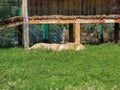 A big lion sleeping in the zoo Royalty Free Stock Photo