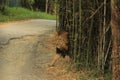 Big lion suddenly coming from bamboo trees into the road