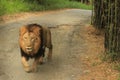 Big lion suddenly entering to road