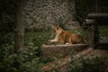 Big lioness having a rest among the green trees in a zoo. Big wild cat in captivity Royalty Free Stock Photo