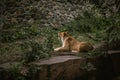 Big lioness having a rest among the green trees in a zoo. Big wild cat in captivity Royalty Free Stock Photo