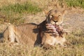 A big lioness holding a bone in its mouth.