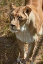 Big lioness portrait