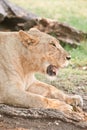 Big lioness Royalty Free Stock Photo