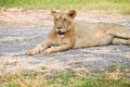 Big lioness Royalty Free Stock Photo