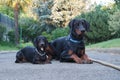 Big and little, Dobermann and Dachshund