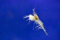 big live alive raw fresh pacific white shrimp prawn isolated on black background close up closeup macro shot. Royalty Free Stock Photo