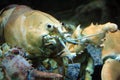 Big live yellow lobster in aquarium