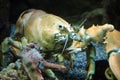 Big live yellow lobster in aquarium