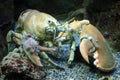 Big live yellow lobster in aquarium