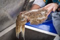 Big living fresh rainbow cuttlefish in hands of fisherman