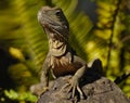 Big Lizard in Australia Royalty Free Stock Photo