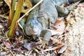 Big lizard at Roatan Honduras. Wild animal in natural environment. Save biodiversity concept. Lazy lizard relaxing sunny