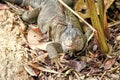 Big lizard at Roatan Honduras. Wild animal in natural environment. Save biodiversity concept. Lazy lizard relaxing sunny